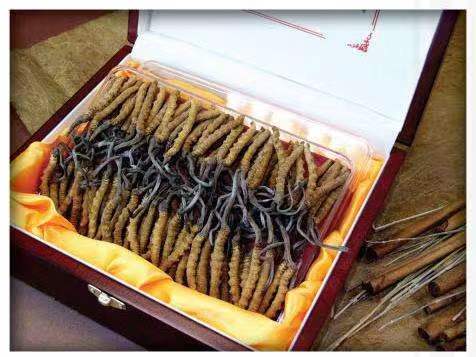 于洪冬虫夏草回收